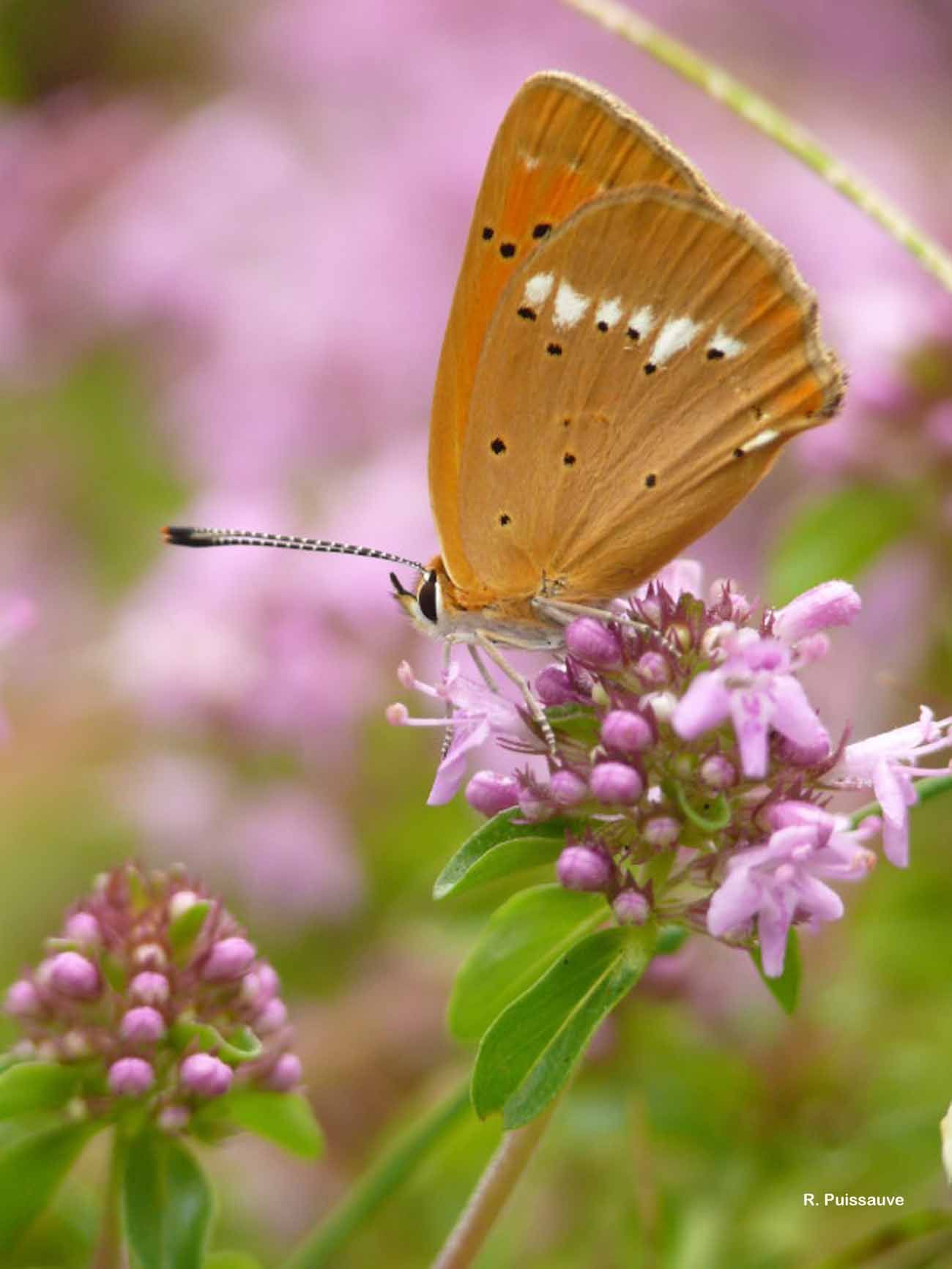 Image of <i>Lycaena virgaureae</i>