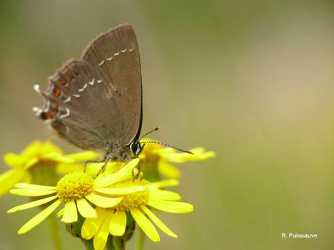 Image of <i>Satyrium ilicis</i>