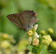 Image of <i>Satyrium esculi</i>