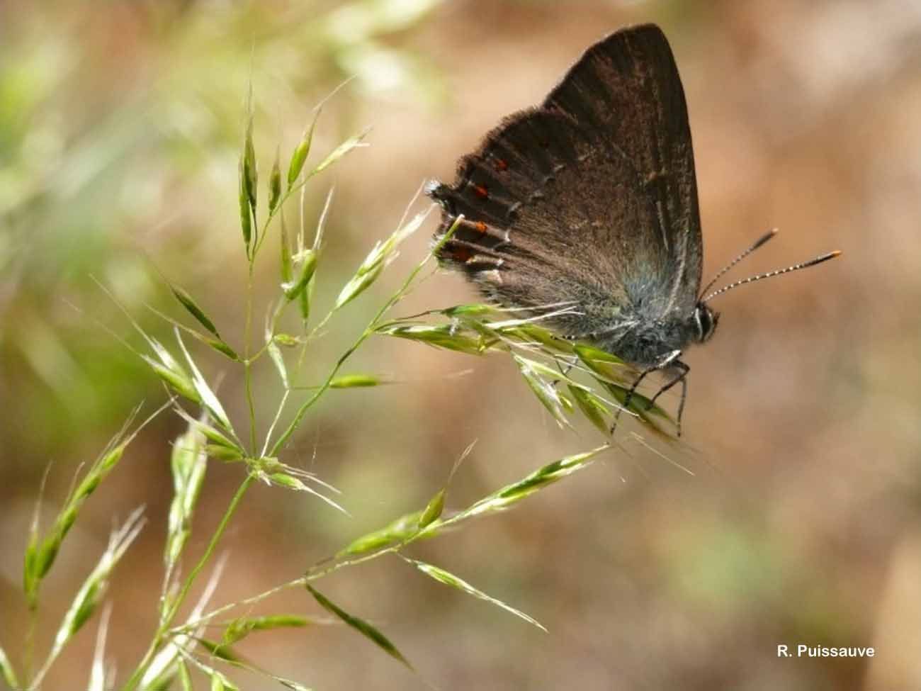 Image of <i>Satyrium esculi</i>