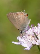 Image of <i>Satyrium esculi</i>