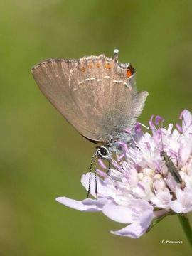 Image of <i>Satyrium esculi</i>