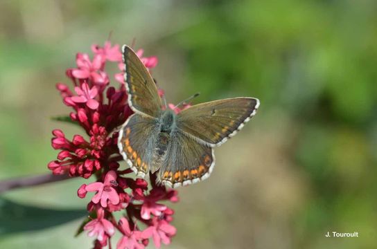 Imagem de <i>Lysandra bellargus</i> Rottemburg 1775