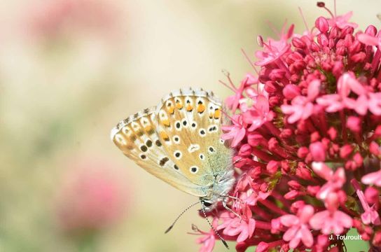 Image of <i>Lysandra bellargus</i> Rottemburg 1775