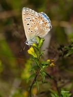 Imagem de <i>Lysandra bellargus</i> Rottemburg 1775