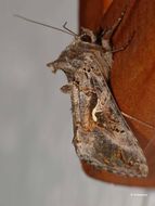 صورة Autographa gamma Linnaeus 1758