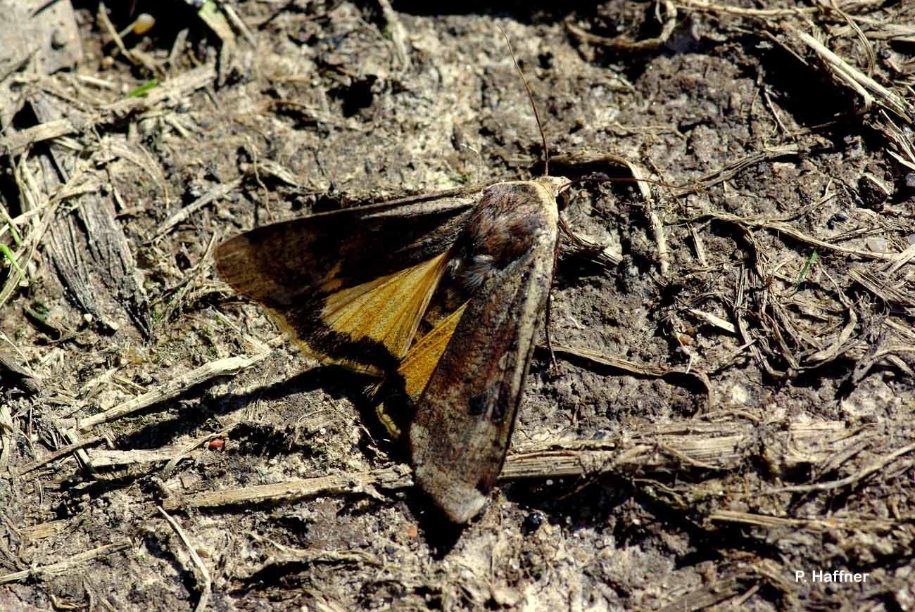 Image of Large Yellow Underwing