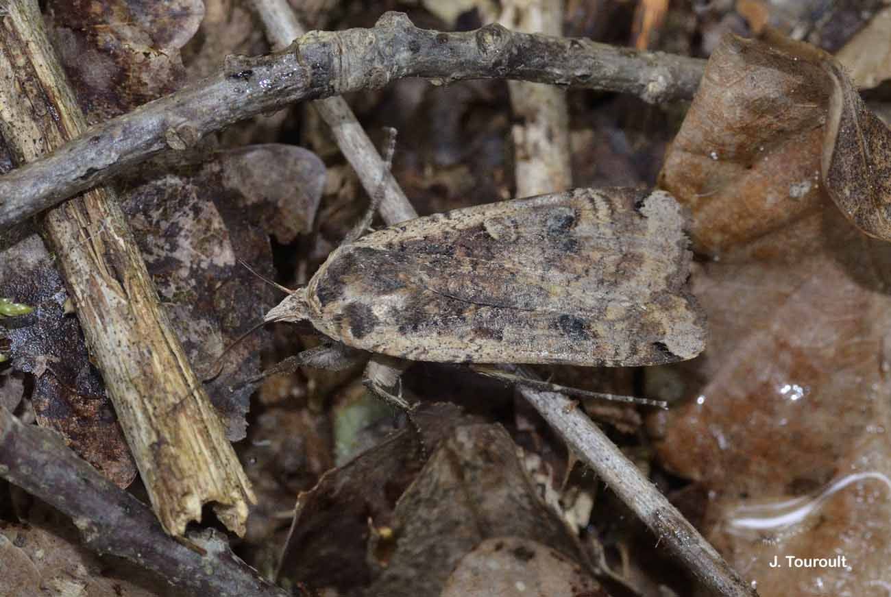 Image of Large Yellow Underwing