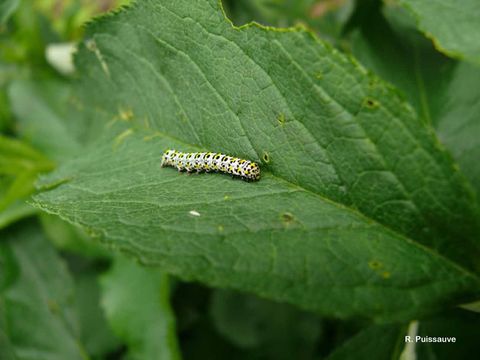 Image of Cucullia verbasci Linnaeus 1758