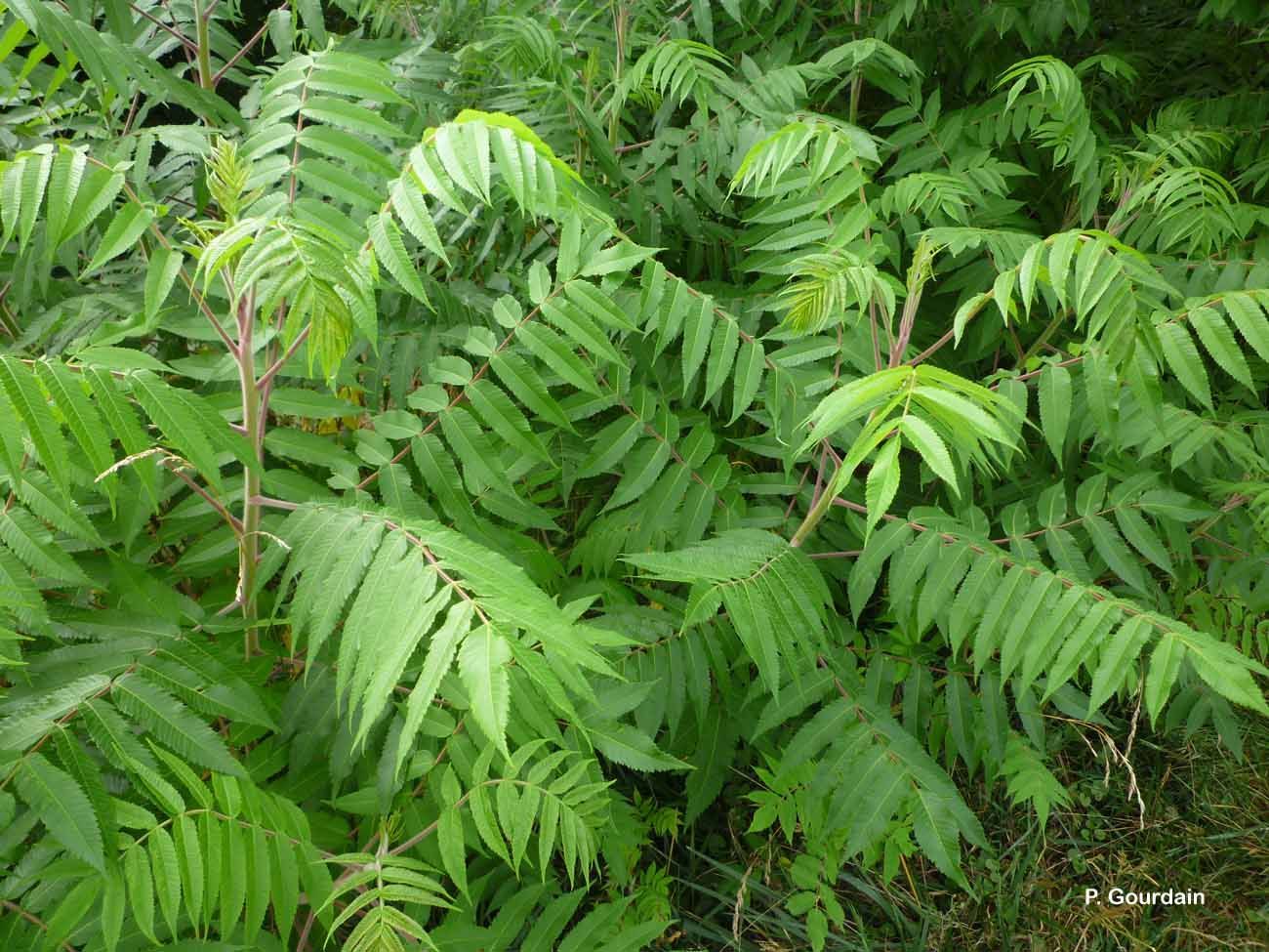 Image of staghorn sumac