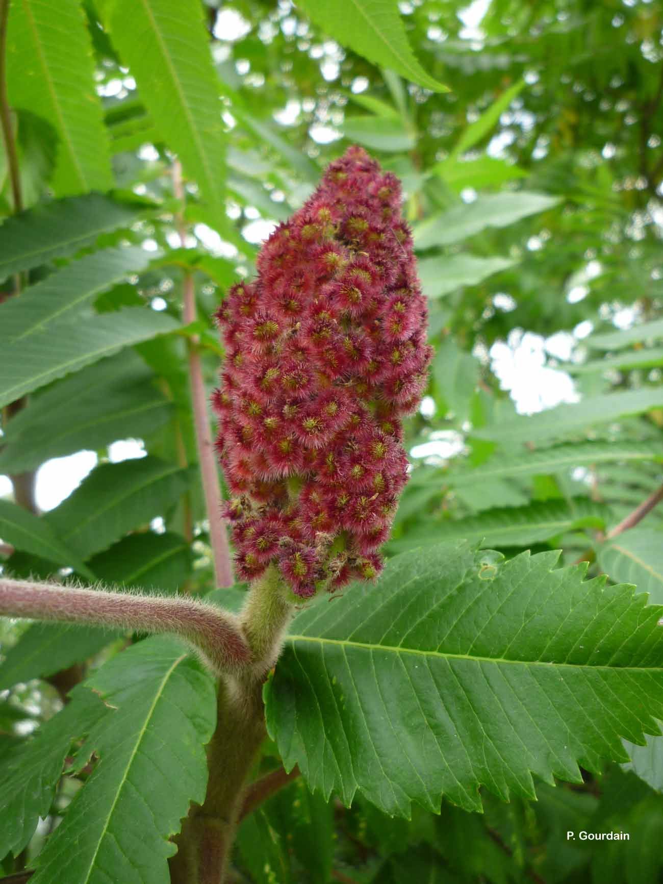 Image of staghorn sumac