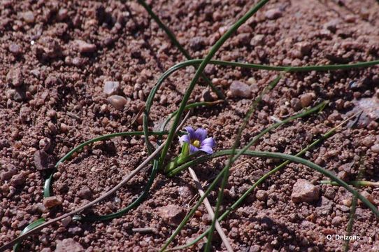 Image of Romulea ramiflora Ten.