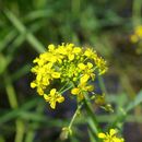 Image of yellowcress