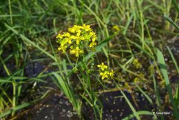 Image of Great Yellow-cress