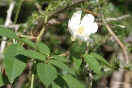 Image of evergreen rose