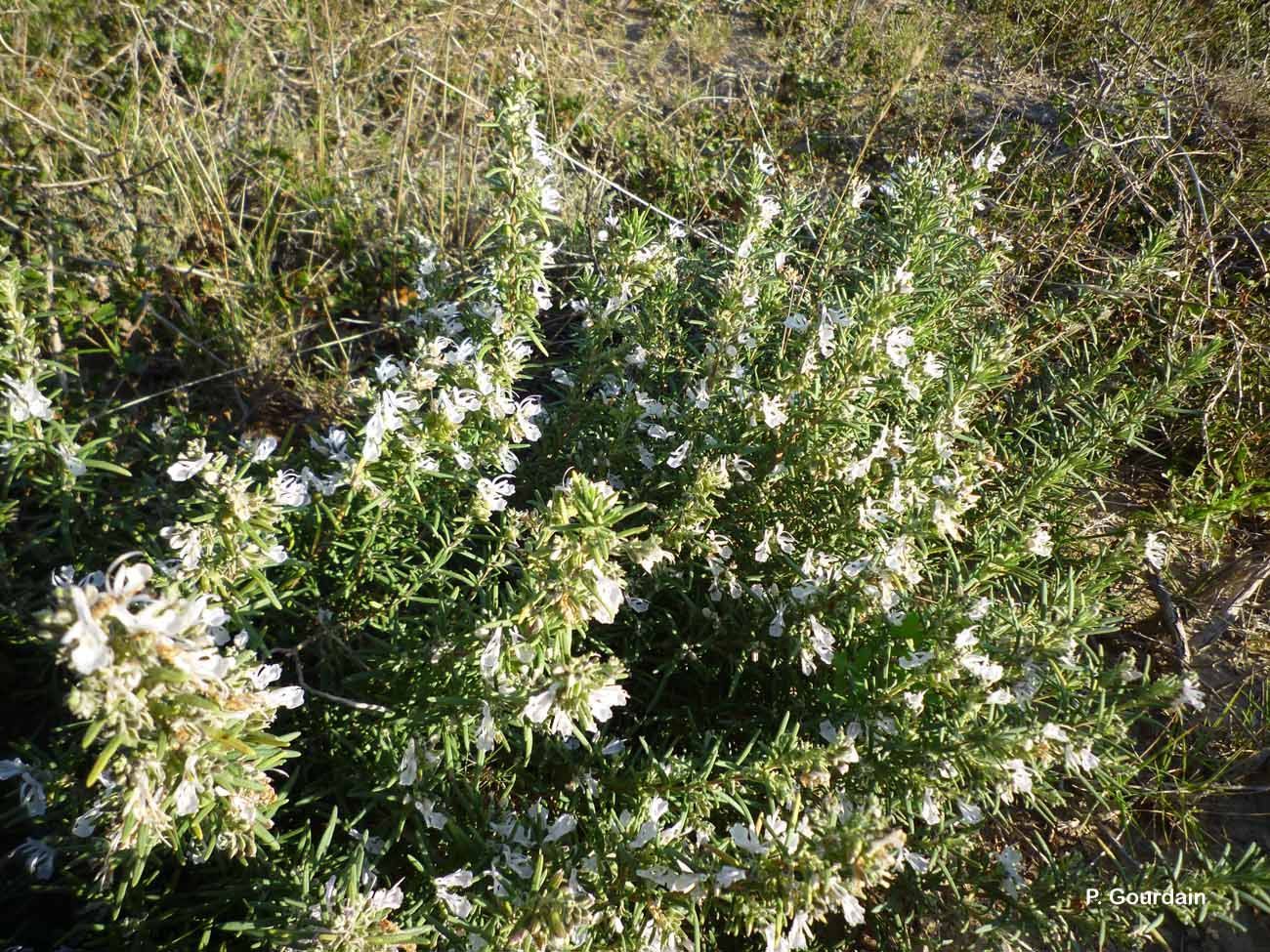 Image of <i>Rosmarinus officinalis</i>