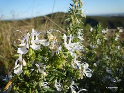 Image of <i>Rosmarinus officinalis</i>