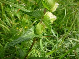 Plancia ëd Rhinanthus minor L.