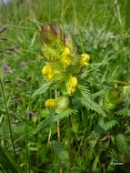 Plancia ëd Rhinanthus minor L.