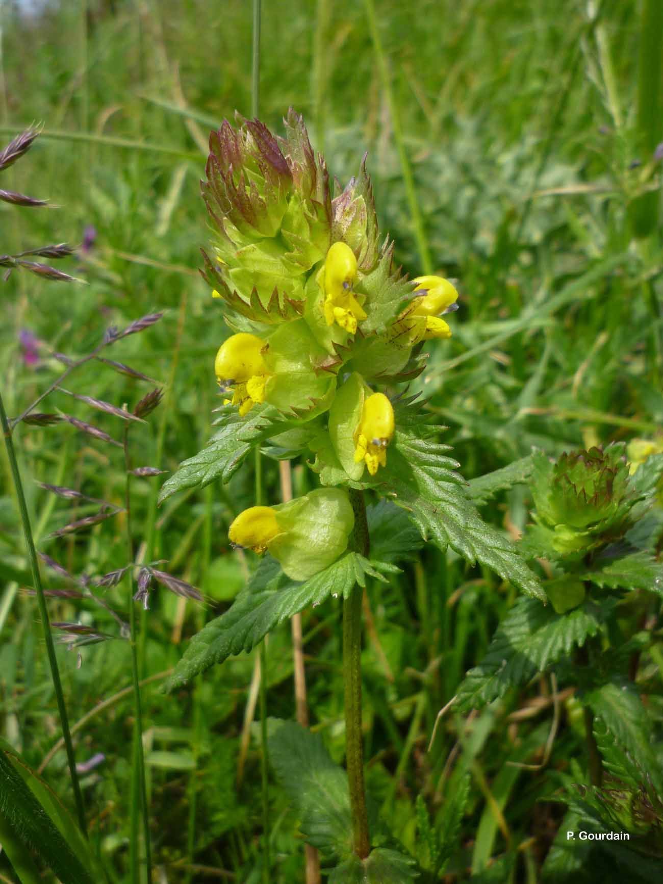 Plancia ëd Rhinanthus minor L.