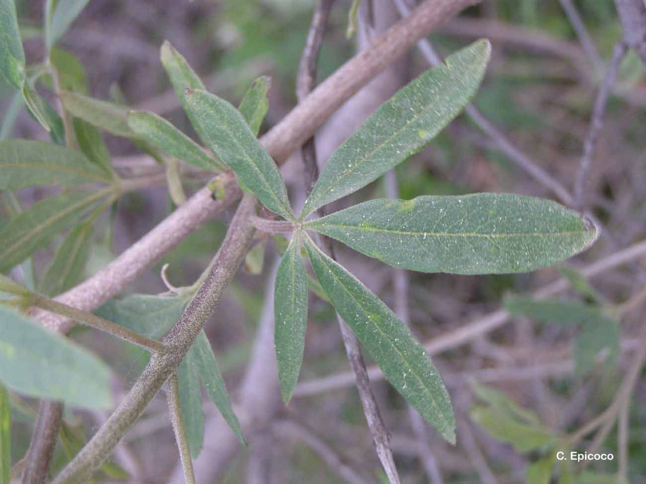 Image of Chaste Tree