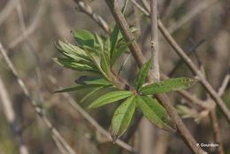 Image of Chaste Tree