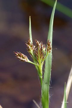 Image of Juncus subulatus Forskál