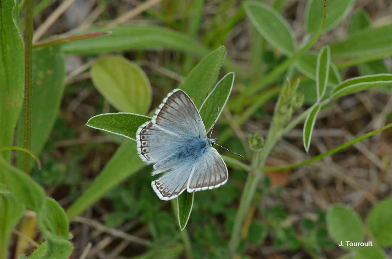 Image of <i>Polyommatus hispana</i> (Herrich-Schäffer 1852)