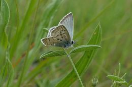 Image of <i>Polyommatus hispana</i> (Herrich-Schäffer 1852)