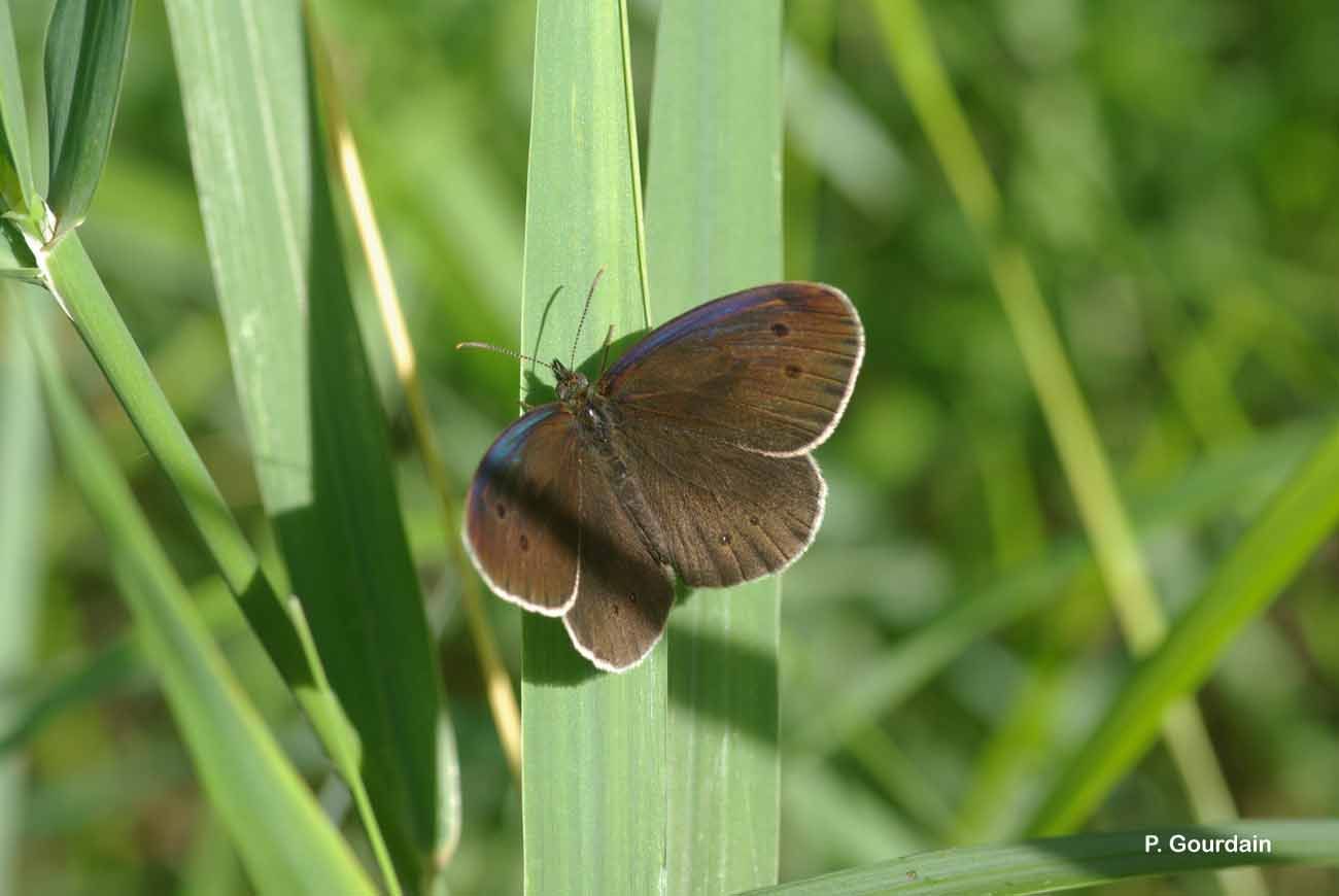 Image of ringlet