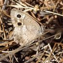 Image of Tree Grayling