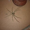 Image of Huntsman spider