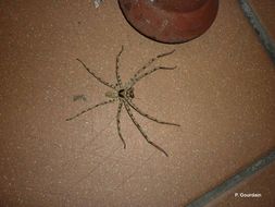 Image of Huntsman spider