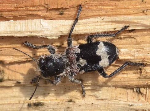 Image of checkered beetle