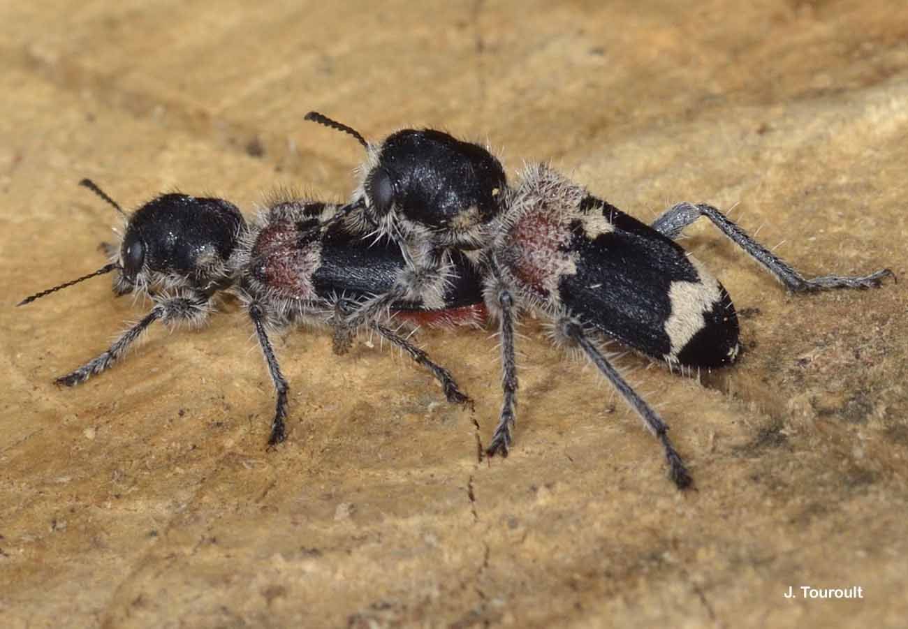 Image of checkered beetle