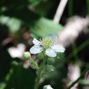 Imagem de Rubus canescens DC.
