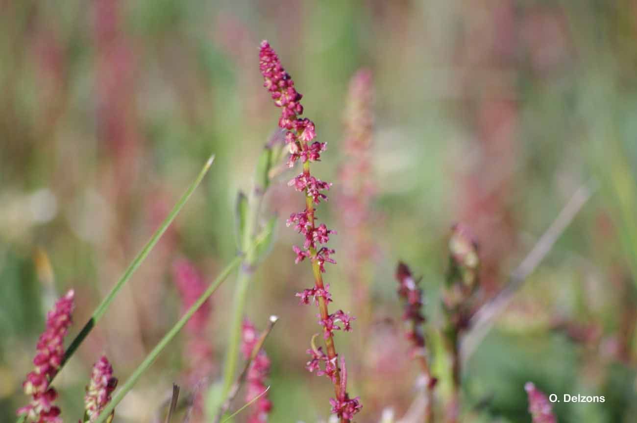 Plancia ëd Rumex bucephalophorus L.