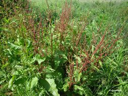 Слика од Rumex obtusifolius L.