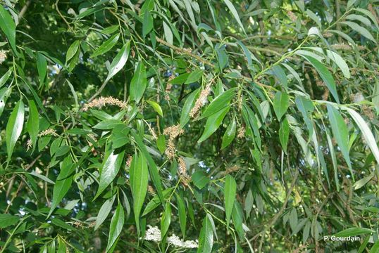 Image of White Willow