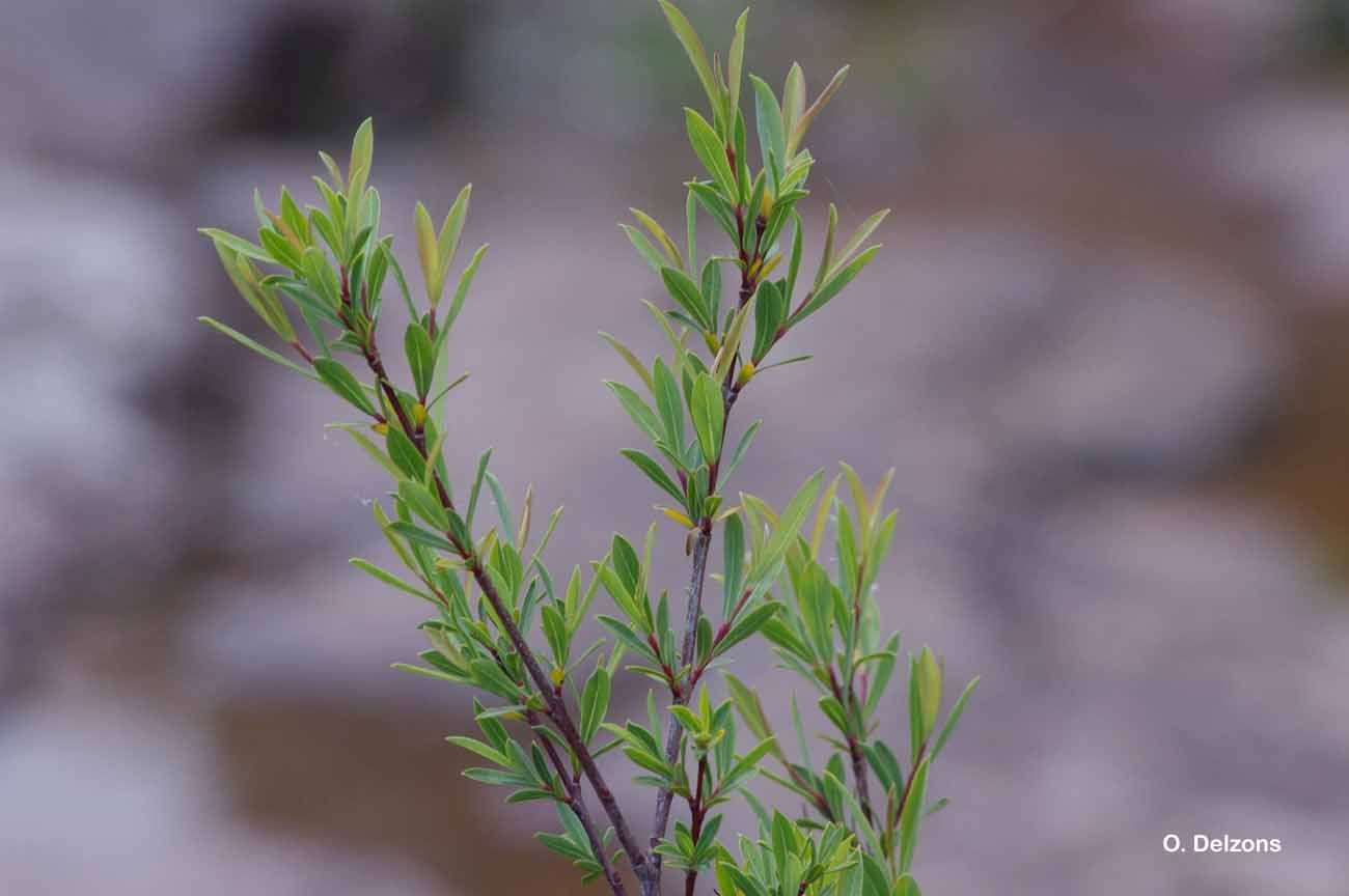 Image of purple willow