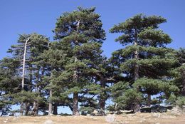 Image of <i>Pinus nigra</i> ssp. <i>laricio</i> (Poir.) Maire