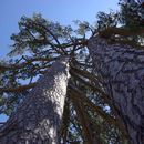 Image of <i>Pinus nigra</i> ssp. <i>laricio</i> (Poir.) Maire