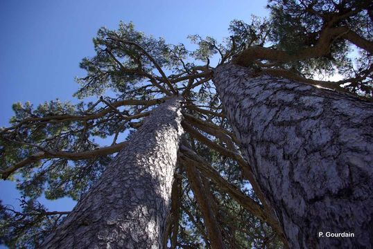 Image of <i>Pinus nigra</i> ssp. <i>laricio</i> (Poir.) Maire