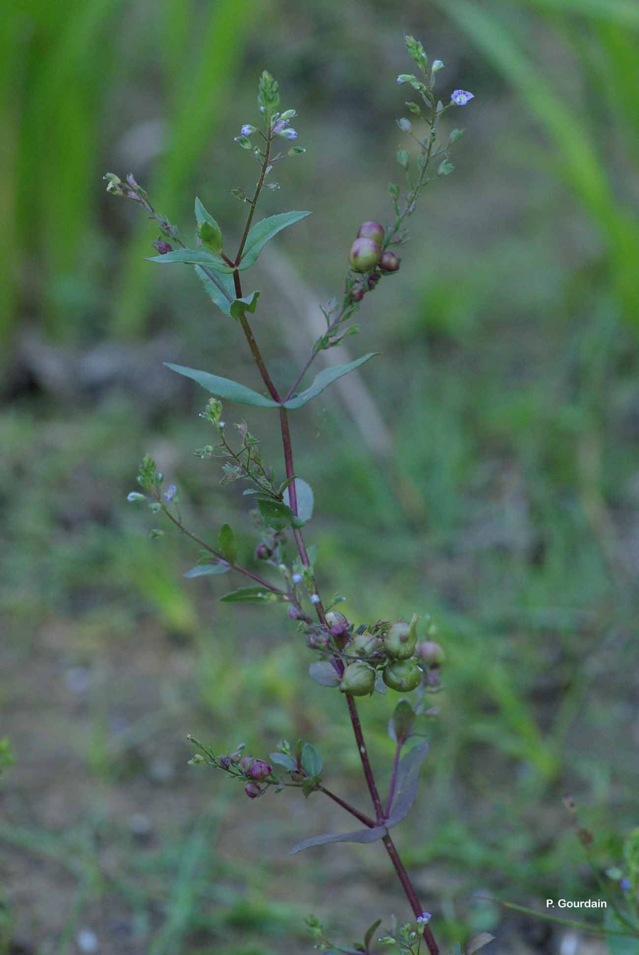 Image of Veronica anagalloides Guss.