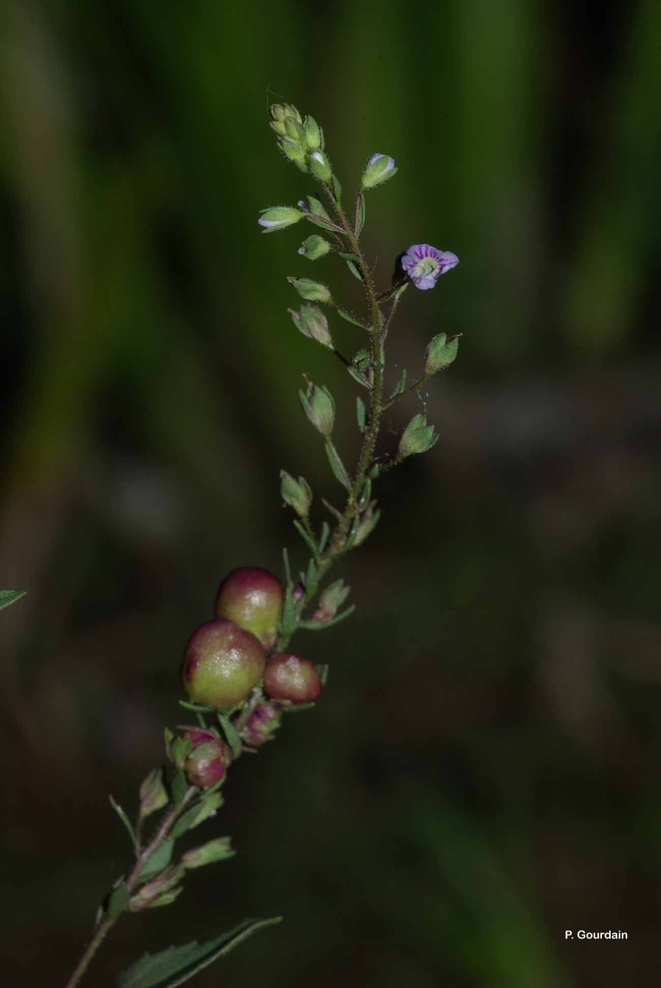 Image of Veronica anagalloides Guss.