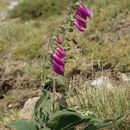 Image of <i>Digitalis purpurea</i> var. <i>gyspergerae</i> (Rouy) Fiori 1926