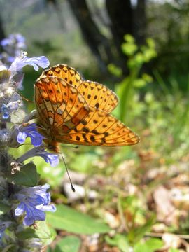 Plancia ëd Clossiana euphrosyne Linnaeus 1758