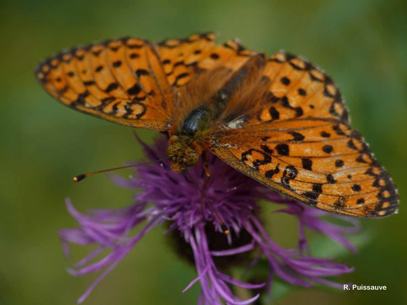 صورة Fabriciana niobe Linnaeus 1761