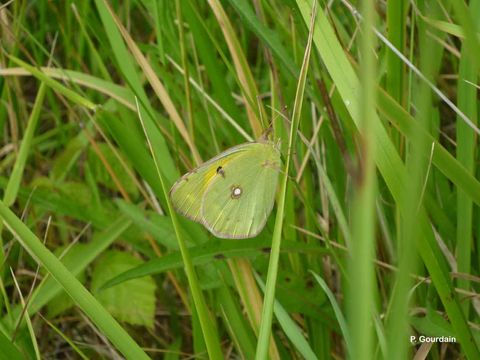 Image of clouded yellow