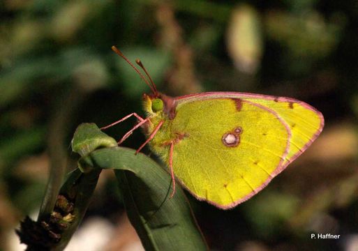 Imagem de Colias alfacariensis Ribbe 1905